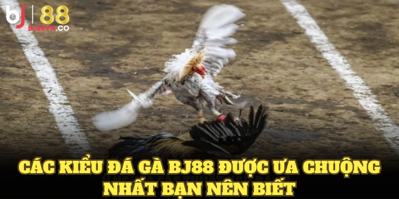 Các kiểu đá gà BJ88 được ưa chuộng nhất bạn nên biết